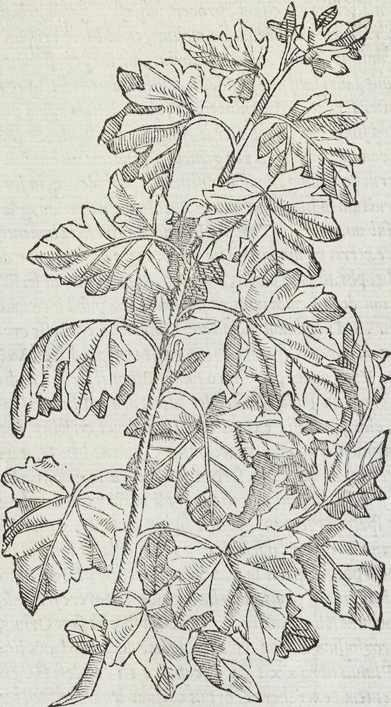 An illustration from Petri Andreae Matthioli Medici Senensis Commentarii, In Libros Sex Pedacii Dioscoridis Anazarbei, De Medica Materia: Adiectis quàm plurimis plantarum & animalium imaginibus, eodem authore, 1554, leaf 142