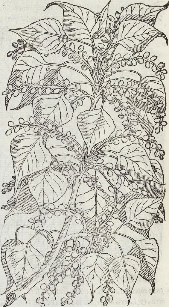 An illustration from Petri Andreae Matthioli Medici Senensis Commentarii, In Libros Sex Pedacii Dioscoridis Anazarbei, De Medica Materia: Adiectis quàm plurimis plantarum & animalium imaginibus, eodem authore, 1554, leaf 142