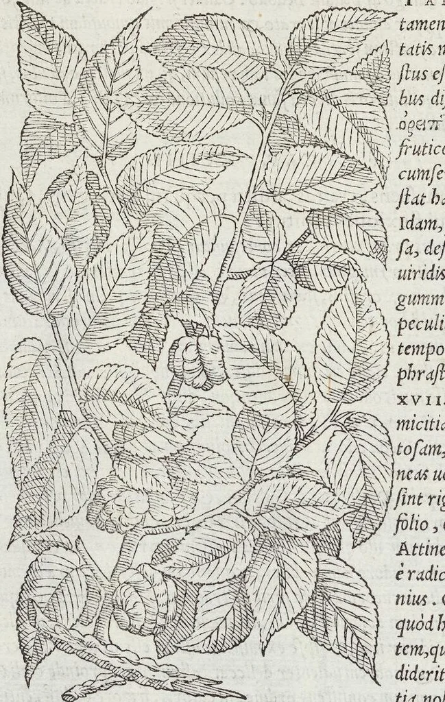 An illustration from Petri Andreae Matthioli Medici Senensis Commentarii, In Libros Sex Pedacii Dioscoridis Anazarbei, De Medica Materia: Adiectis quàm plurimis plantarum & animalium imaginibus, eodem authore, 1554, leaf 146
