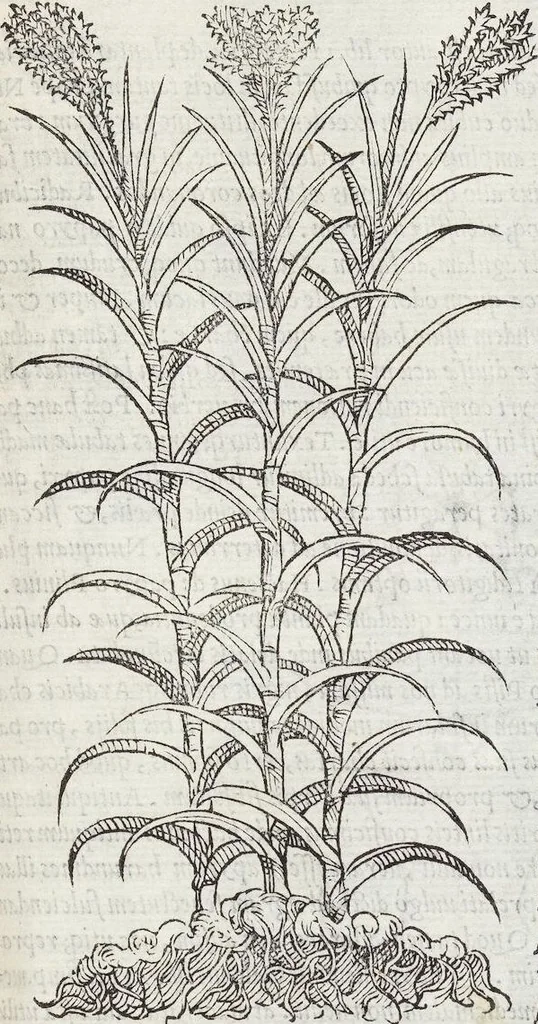 An illustration from Petri Andreae Matthioli Medici Senensis Commentarii, In Libros Sex Pedacii Dioscoridis Anazarbei, De Medica Materia: Adiectis quàm plurimis plantarum & animalium imaginibus, eodem authore, 1554, leaf 147