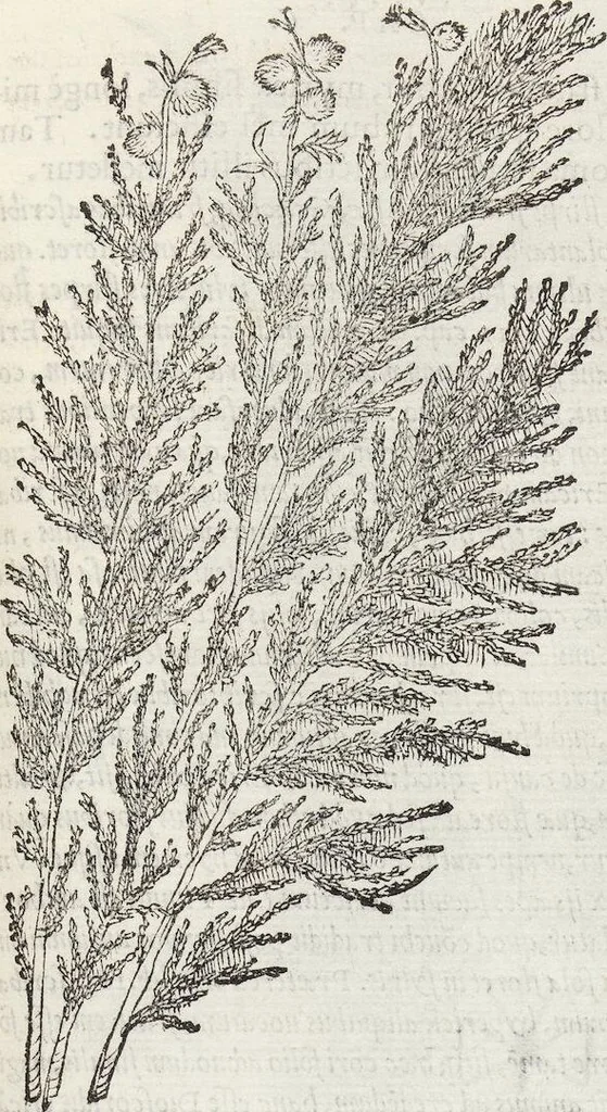 An illustration from Petri Andreae Matthioli Medici Senensis Commentarii, In Libros Sex Pedacii Dioscoridis Anazarbei, De Medica Materia: Adiectis quàm plurimis plantarum & animalium imaginibus, eodem authore, 1554, leaf 149