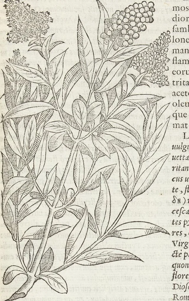 An illustration from Petri Andreae Matthioli Medici Senensis Commentarii, In Libros Sex Pedacii Dioscoridis Anazarbei, De Medica Materia: Adiectis quàm plurimis plantarum & animalium imaginibus, eodem authore, 1554, leaf 157