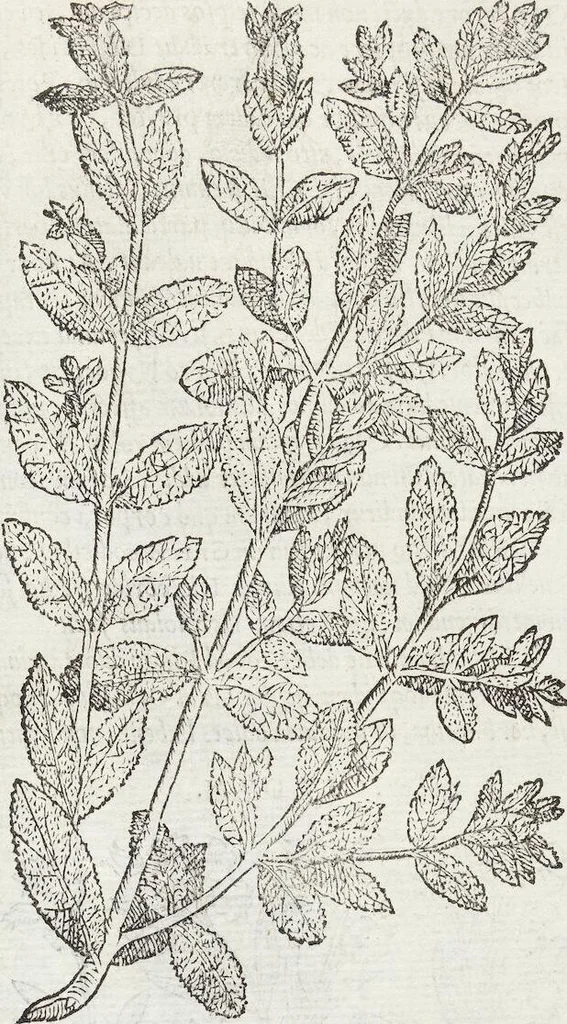An illustration from Petri Andreae Matthioli Medici Senensis Commentarii, In Libros Sex Pedacii Dioscoridis Anazarbei, De Medica Materia: Adiectis quàm plurimis plantarum & animalium imaginibus, eodem authore, 1554, leaf 159
