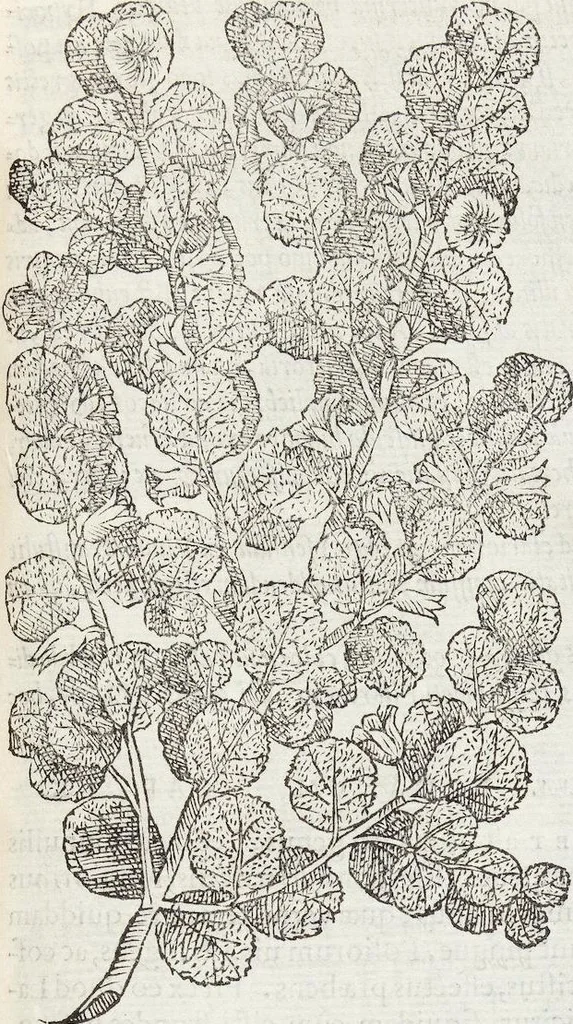An illustration from Petri Andreae Matthioli Medici Senensis Commentarii, In Libros Sex Pedacii Dioscoridis Anazarbei, De Medica Materia: Adiectis quàm plurimis plantarum & animalium imaginibus, eodem authore, 1554, leaf 159