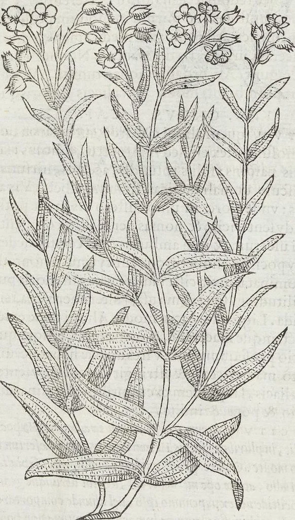 An illustration from Petri Andreae Matthioli Medici Senensis Commentarii, In Libros Sex Pedacii Dioscoridis Anazarbei, De Medica Materia: Adiectis quàm plurimis plantarum & animalium imaginibus, eodem authore, 1554, leaf 160
