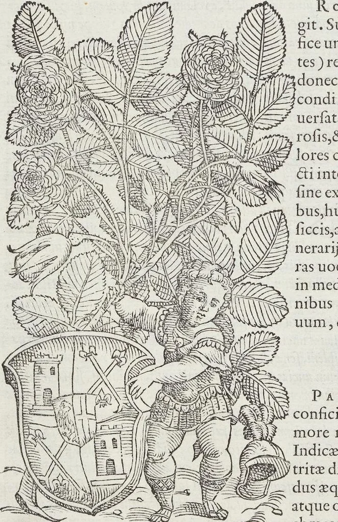 An illustration from Petri Andreae Matthioli Medici Senensis Commentarii, In Libros Sex Pedacii Dioscoridis Anazarbei, De Medica Materia: Adiectis quàm plurimis plantarum & animalium imaginibus, eodem authore, 1554, leaf 164