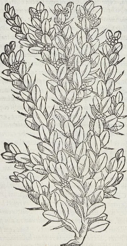 An illustration from Petri Andreae Matthioli Medici Senensis Commentarii, In Libros Sex Pedacii Dioscoridis Anazarbei, De Medica Materia: Adiectis quàm plurimis plantarum & animalium imaginibus, eodem authore, 1554, leaf 166