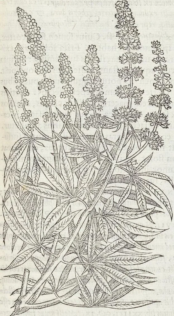 An illustration from Petri Andreae Matthioli Medici Senensis Commentarii, In Libros Sex Pedacii Dioscoridis Anazarbei, De Medica Materia: Adiectis quàm plurimis plantarum & animalium imaginibus, eodem authore, 1554, leaf 169