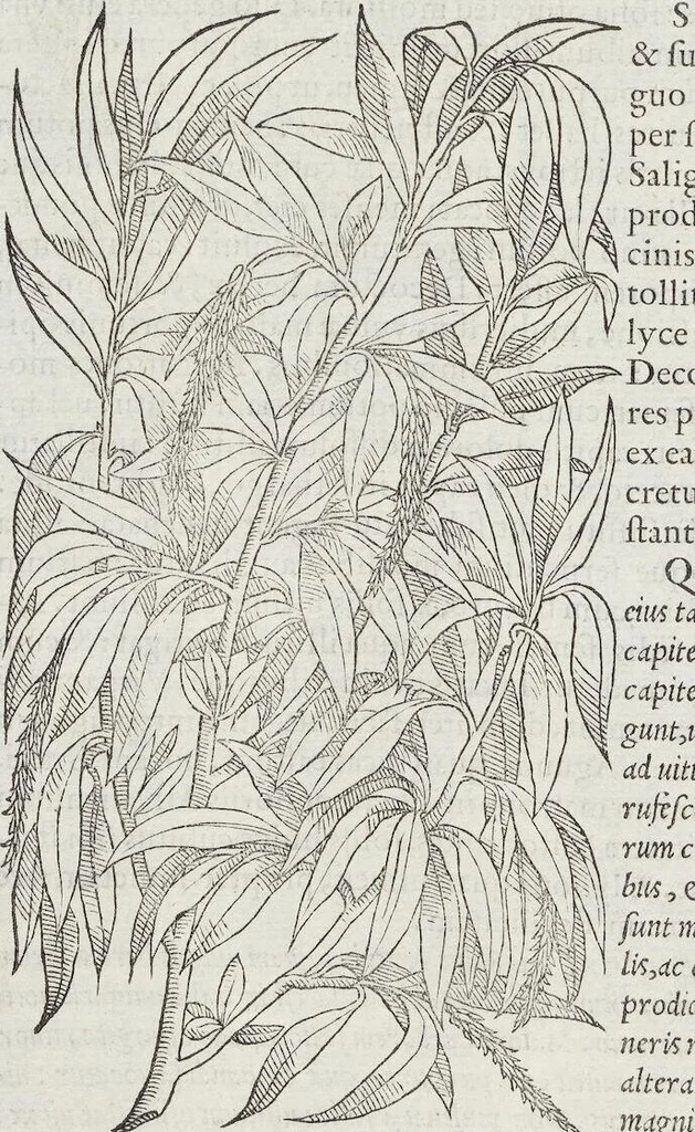 An illustration from Petri Andreae Matthioli Medici Senensis Commentarii, In Libros Sex Pedacii Dioscoridis Anazarbei, De Medica Materia: Adiectis quàm plurimis plantarum & animalium imaginibus, eodem authore, 1554, leaf 170