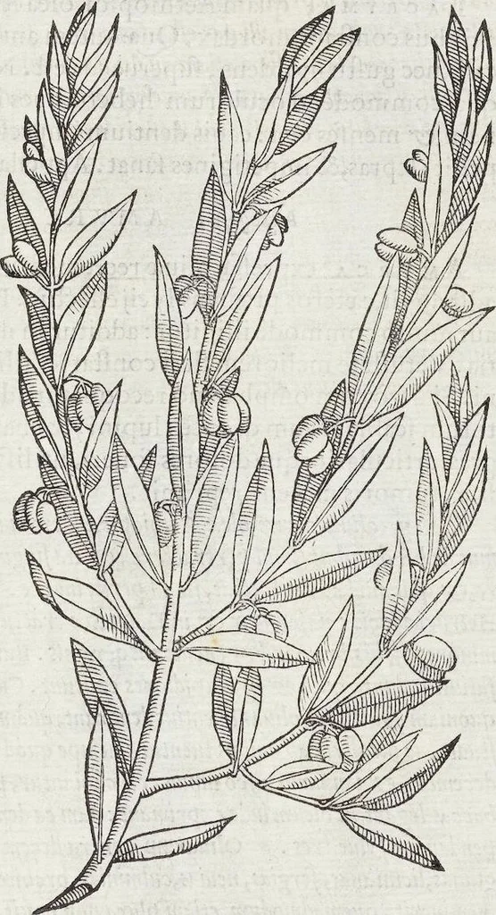 An illustration from Petri Andreae Matthioli Medici Senensis Commentarii, In Libros Sex Pedacii Dioscoridis Anazarbei, De Medica Materia: Adiectis quàm plurimis plantarum & animalium imaginibus, eodem authore, 1554, leaf 171