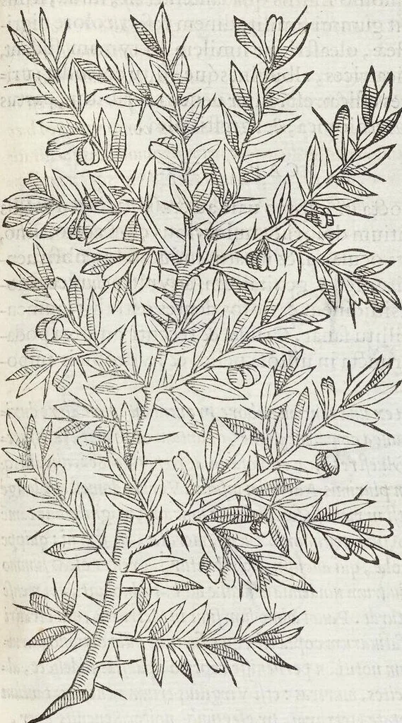 An illustration from Petri Andreae Matthioli Medici Senensis Commentarii, In Libros Sex Pedacii Dioscoridis Anazarbei, De Medica Materia: Adiectis quàm plurimis plantarum & animalium imaginibus, eodem authore, 1554, leaf 171