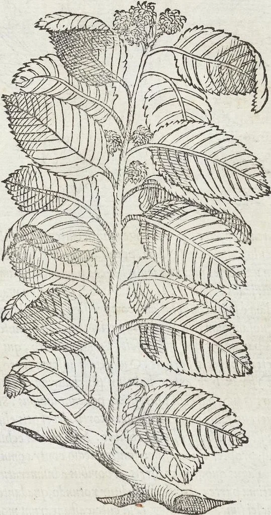 An illustration from Petri Andreae Matthioli Medici Senensis Commentarii, In Libros Sex Pedacii Dioscoridis Anazarbei, De Medica Materia: Adiectis quàm plurimis plantarum & animalium imaginibus, eodem authore, 1554, leaf 173