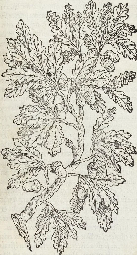 An illustration from Petri Andreae Matthioli Medici Senensis Commentarii, In Libros Sex Pedacii Dioscoridis Anazarbei, De Medica Materia: Adiectis quàm plurimis plantarum & animalium imaginibus, eodem authore, 1554, leaf 173