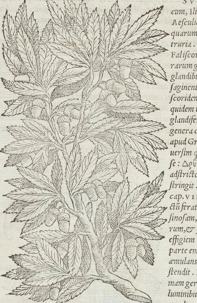 An illustration from Petri Andreae Matthioli Medici Senensis Commentarii, In Libros Sex Pedacii Dioscoridis Anazarbei, De Medica Materia: Adiectis quàm plurimis plantarum & animalium imaginibus, eodem authore, 1554, leaf 174