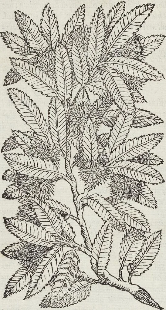 An illustration from Petri Andreae Matthioli Medici Senensis Commentarii, In Libros Sex Pedacii Dioscoridis Anazarbei, De Medica Materia: Adiectis quàm plurimis plantarum & animalium imaginibus, eodem authore, 1554, leaf 176