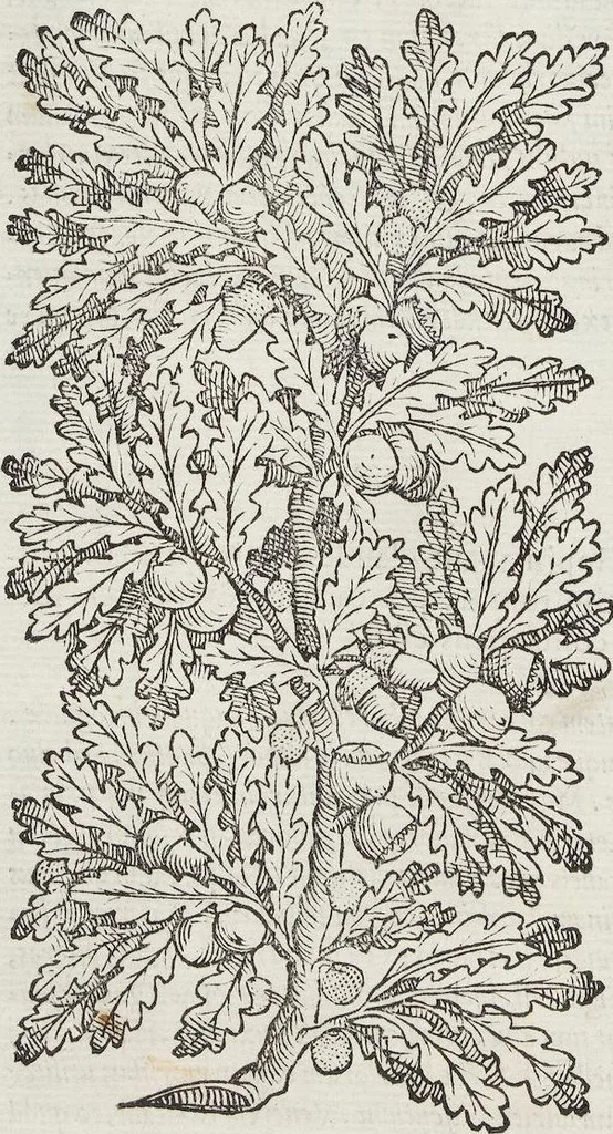 An illustration from Petri Andreae Matthioli Medici Senensis Commentarii, In Libros Sex Pedacii Dioscoridis Anazarbei, De Medica Materia: Adiectis quàm plurimis plantarum & animalium imaginibus, eodem authore, 1554, leaf 176