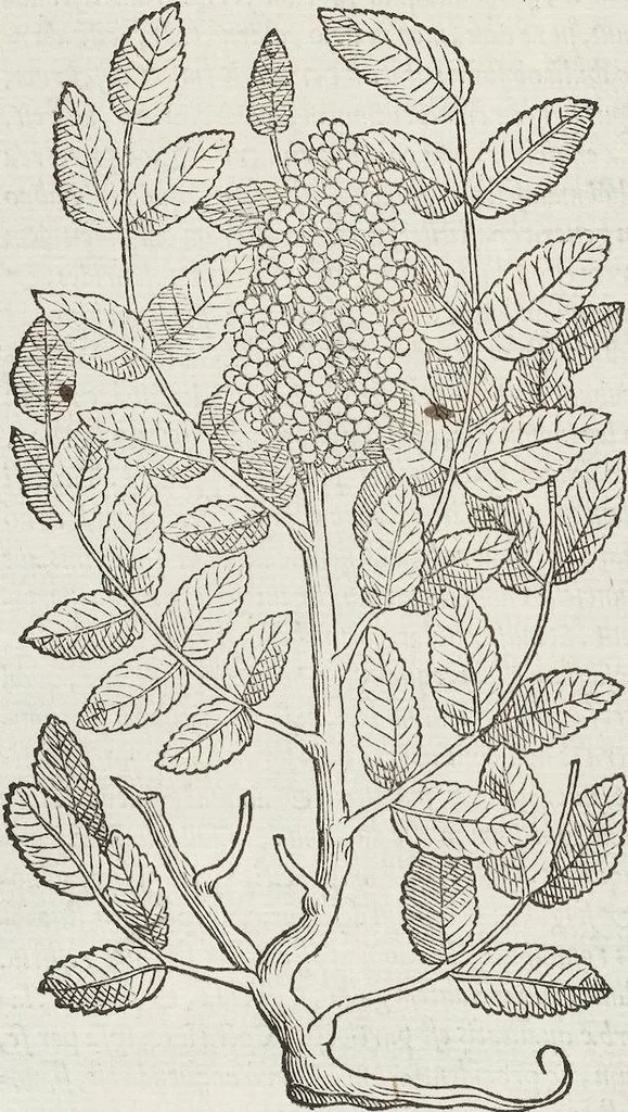 An illustration from Petri Andreae Matthioli Medici Senensis Commentarii, In Libros Sex Pedacii Dioscoridis Anazarbei, De Medica Materia: Adiectis quàm plurimis plantarum & animalium imaginibus, eodem authore, 1554, leaf 178