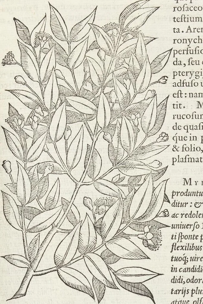An illustration from Petri Andreae Matthioli Medici Senensis Commentarii, In Libros Sex Pedacii Dioscoridis Anazarbei, De Medica Materia: Adiectis quàm plurimis plantarum & animalium imaginibus, eodem authore, 1554, leaf 183
