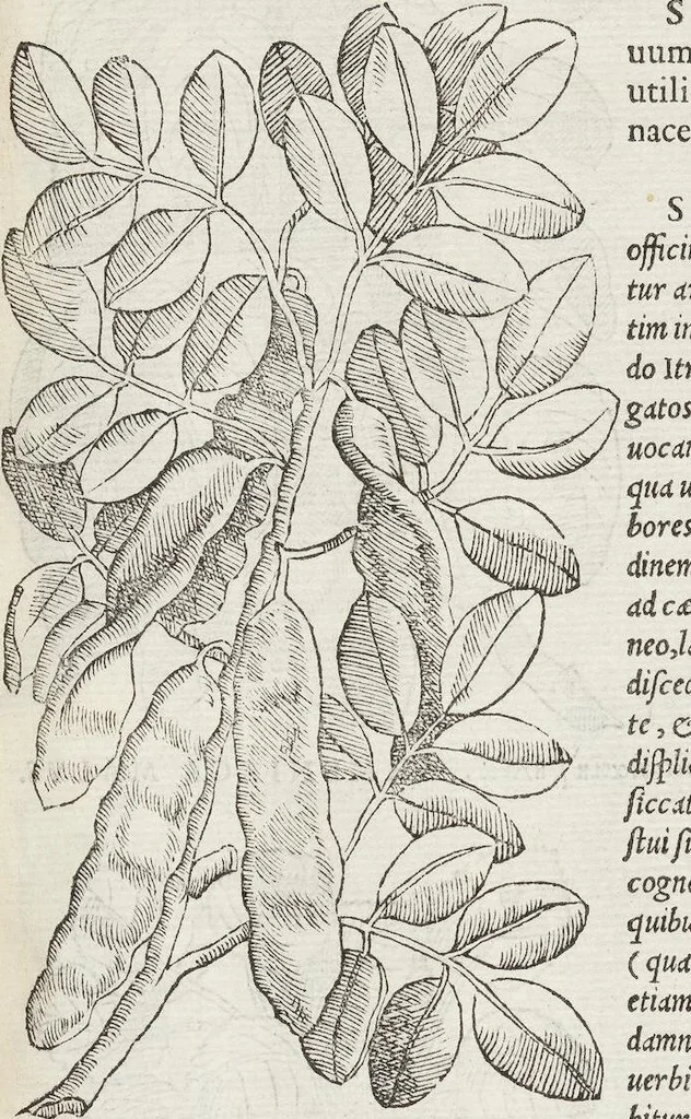 An illustration from Petri Andreae Matthioli Medici Senensis Commentarii, In Libros Sex Pedacii Dioscoridis Anazarbei, De Medica Materia: Adiectis quàm plurimis plantarum & animalium imaginibus, eodem authore, 1554, leaf 185