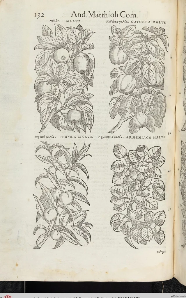 An illustration from Petri Andreae Matthioli Medici Senensis Commentarii, In Libros Sex Pedacii Dioscoridis Anazarbei, De Medica Materia: Adiectis quàm plurimis plantarum & animalium imaginibus, eodem authore, 1554, leaf 186