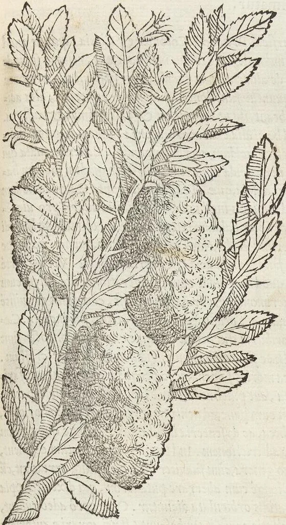 An illustration from Petri Andreae Matthioli Medici Senensis Commentarii, In Libros Sex Pedacii Dioscoridis Anazarbei, De Medica Materia: Adiectis quàm plurimis plantarum & animalium imaginibus, eodem authore, 1554, leaf 187