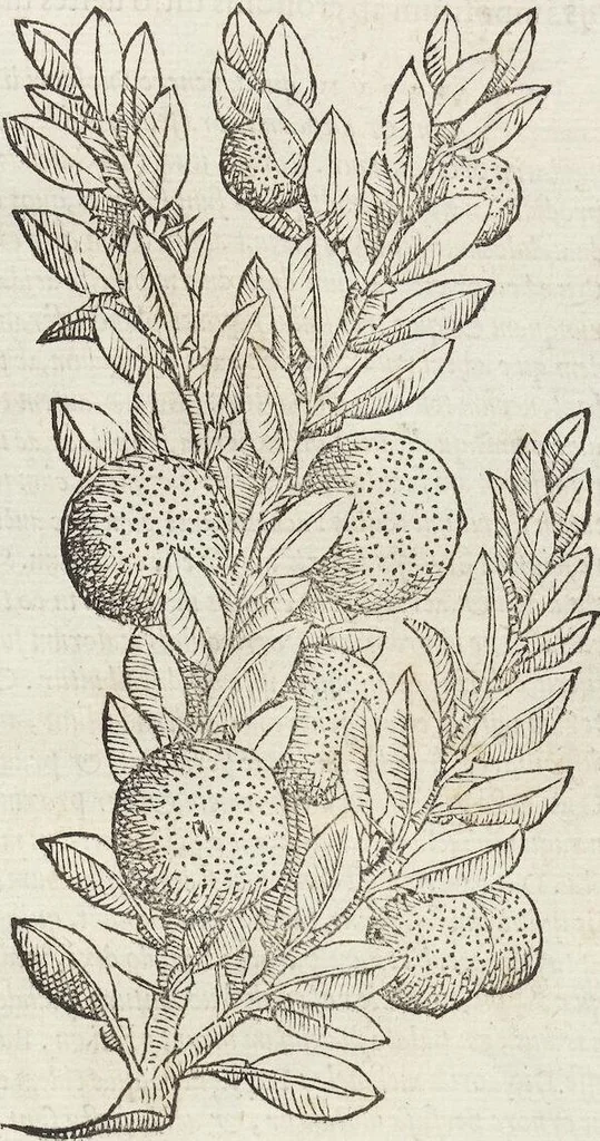 An illustration from Petri Andreae Matthioli Medici Senensis Commentarii, In Libros Sex Pedacii Dioscoridis Anazarbei, De Medica Materia: Adiectis quàm plurimis plantarum & animalium imaginibus, eodem authore, 1554, leaf 187