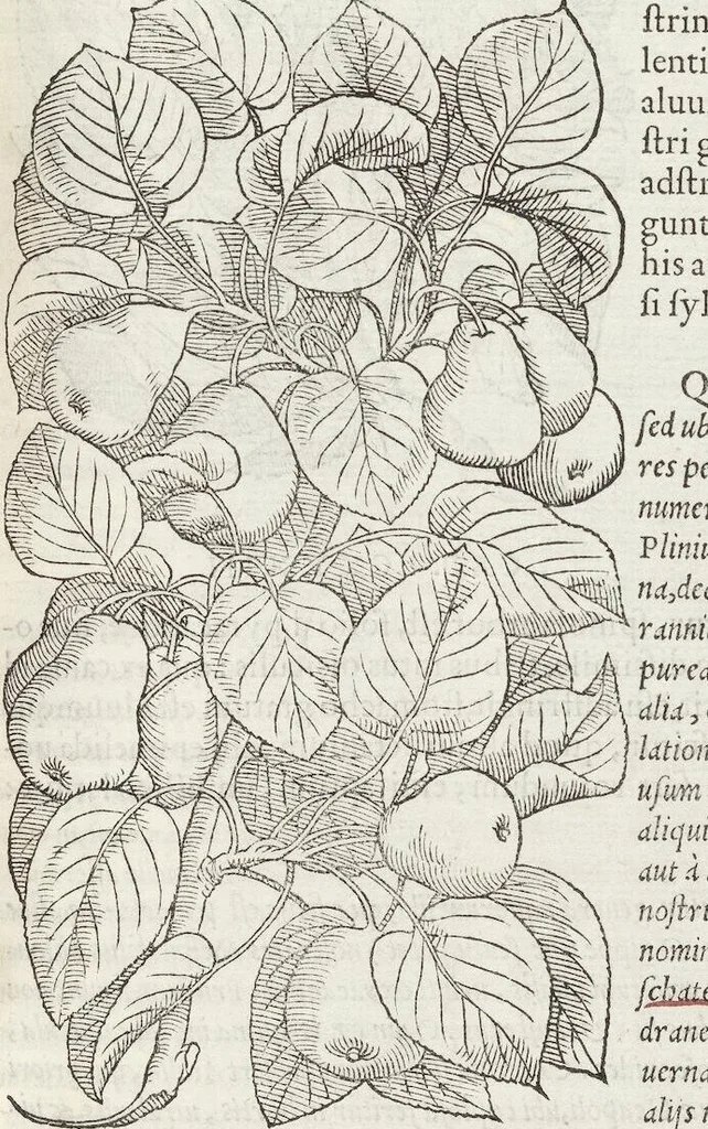 An illustration from Petri Andreae Matthioli Medici Senensis Commentarii, In Libros Sex Pedacii Dioscoridis Anazarbei, De Medica Materia: Adiectis quàm plurimis plantarum & animalium imaginibus, eodem authore, 1554, leaf 191