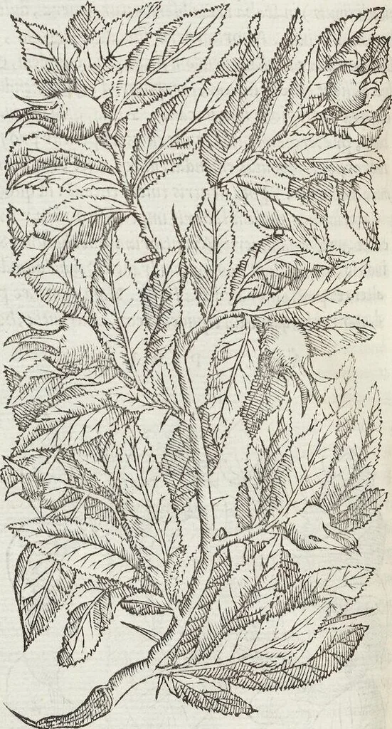 An illustration from Petri Andreae Matthioli Medici Senensis Commentarii, In Libros Sex Pedacii Dioscoridis Anazarbei, De Medica Materia: Adiectis quàm plurimis plantarum & animalium imaginibus, eodem authore, 1554, leaf 192