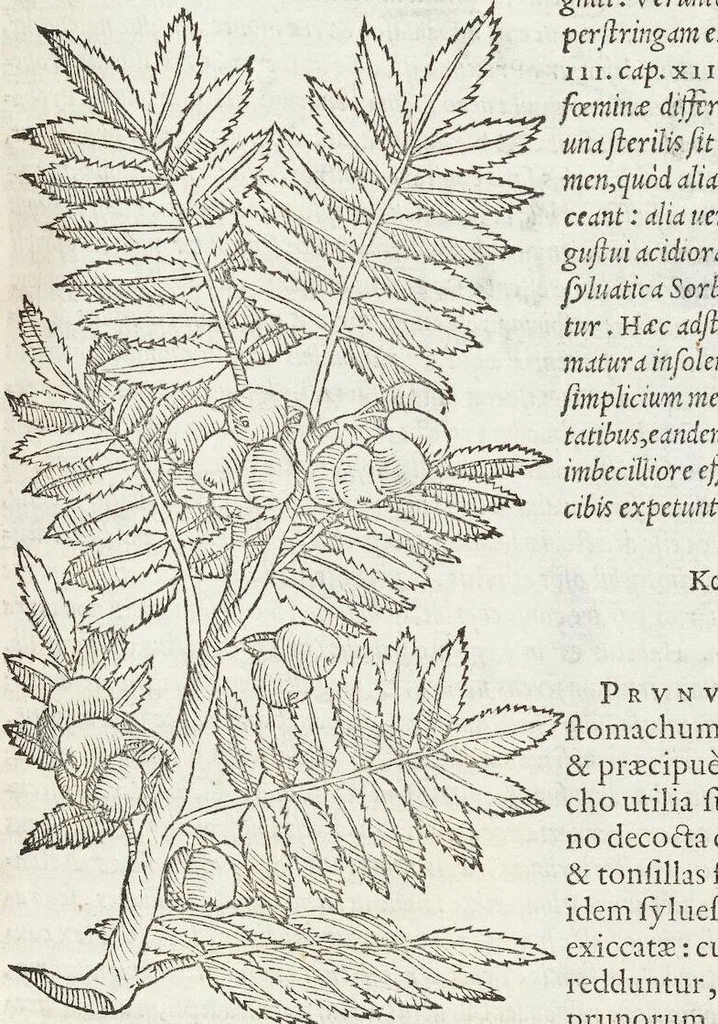 An illustration from Petri Andreae Matthioli Medici Senensis Commentarii, In Libros Sex Pedacii Dioscoridis Anazarbei, De Medica Materia: Adiectis quàm plurimis plantarum & animalium imaginibus, eodem authore, 1554, leaf 195