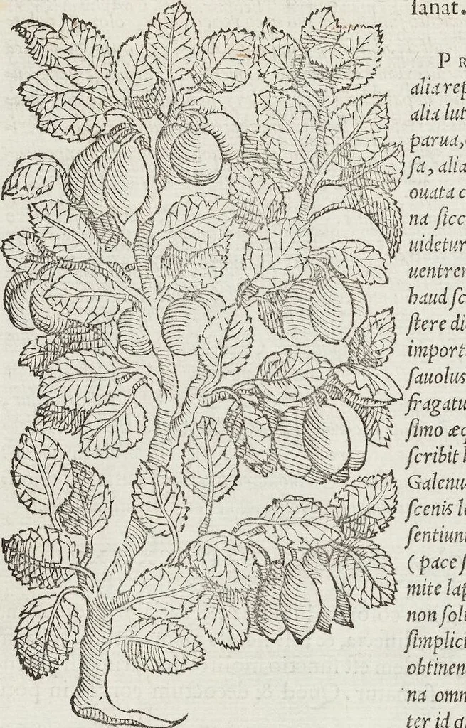 An illustration from Petri Andreae Matthioli Medici Senensis Commentarii, In Libros Sex Pedacii Dioscoridis Anazarbei, De Medica Materia: Adiectis quàm plurimis plantarum & animalium imaginibus, eodem authore, 1554, leaf 196