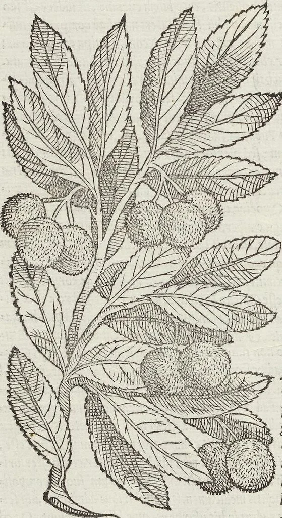 An illustration from Petri Andreae Matthioli Medici Senensis Commentarii, In Libros Sex Pedacii Dioscoridis Anazarbei, De Medica Materia: Adiectis quàm plurimis plantarum & animalium imaginibus, eodem authore, 1554, leaf 198