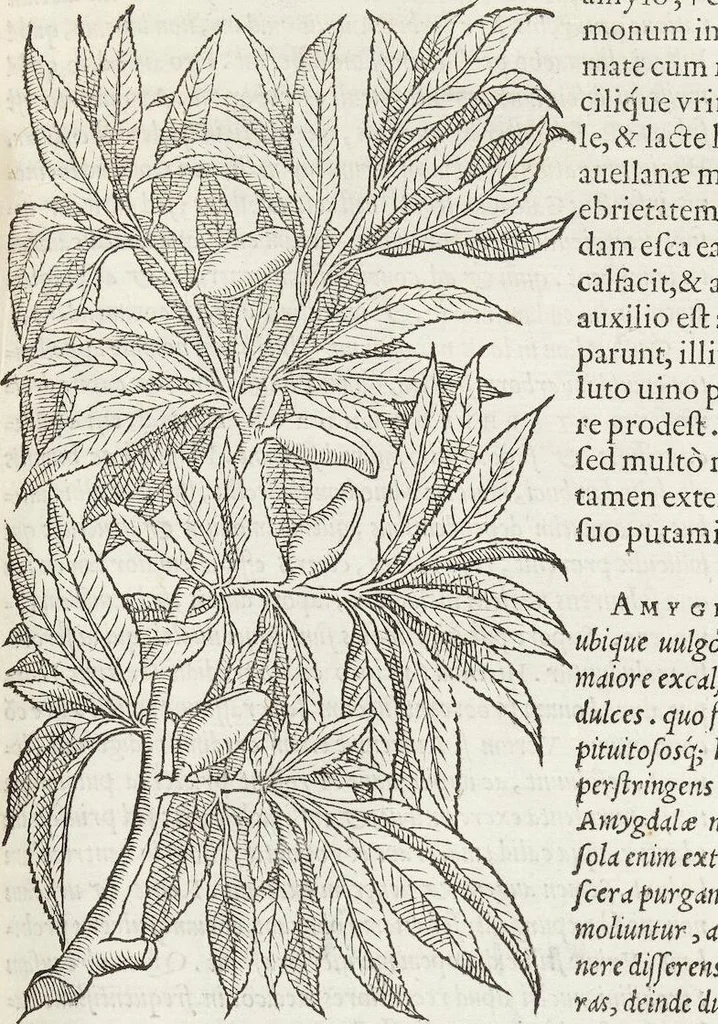 An illustration from Petri Andreae Matthioli Medici Senensis Commentarii, In Libros Sex Pedacii Dioscoridis Anazarbei, De Medica Materia: Adiectis quàm plurimis plantarum & animalium imaginibus, eodem authore, 1554, leaf 199