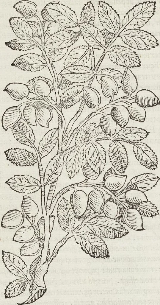 An illustration from Petri Andreae Matthioli Medici Senensis Commentarii, In Libros Sex Pedacii Dioscoridis Anazarbei, De Medica Materia: Adiectis quàm plurimis plantarum & animalium imaginibus, eodem authore, 1554, leaf 200
