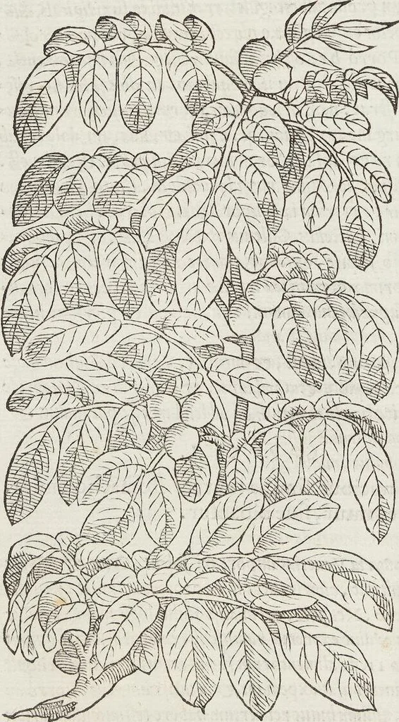 An illustration from Petri Andreae Matthioli Medici Senensis Commentarii, In Libros Sex Pedacii Dioscoridis Anazarbei, De Medica Materia: Adiectis quàm plurimis plantarum & animalium imaginibus, eodem authore, 1554, leaf 200