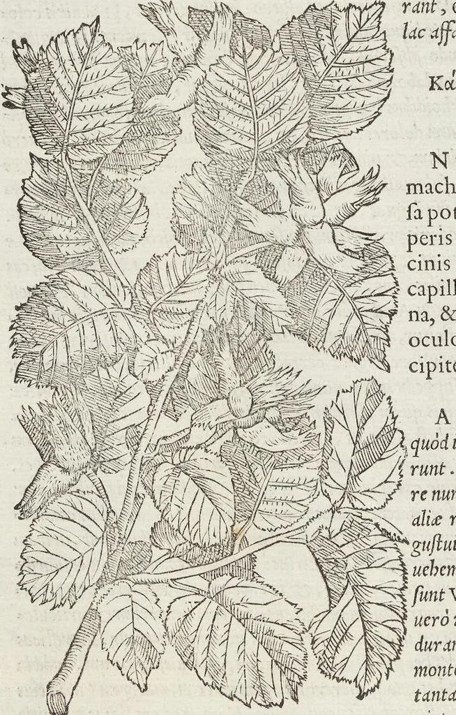 An illustration from Petri Andreae Matthioli Medici Senensis Commentarii, In Libros Sex Pedacii Dioscoridis Anazarbei, De Medica Materia: Adiectis quàm plurimis plantarum & animalium imaginibus, eodem authore, 1554, leaf 202