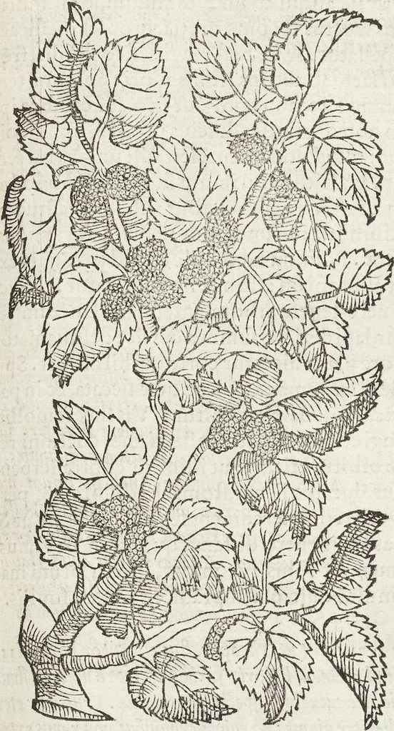 An illustration from Petri Andreae Matthioli Medici Senensis Commentarii, In Libros Sex Pedacii Dioscoridis Anazarbei, De Medica Materia: Adiectis quàm plurimis plantarum & animalium imaginibus, eodem authore, 1554, leaf 203
