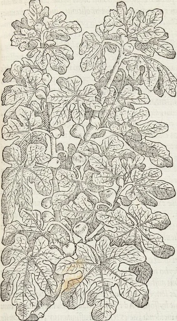 An illustration from Petri Andreae Matthioli Medici Senensis Commentarii, In Libros Sex Pedacii Dioscoridis Anazarbei, De Medica Materia: Adiectis quàm plurimis plantarum & animalium imaginibus, eodem authore, 1554, leaf 205