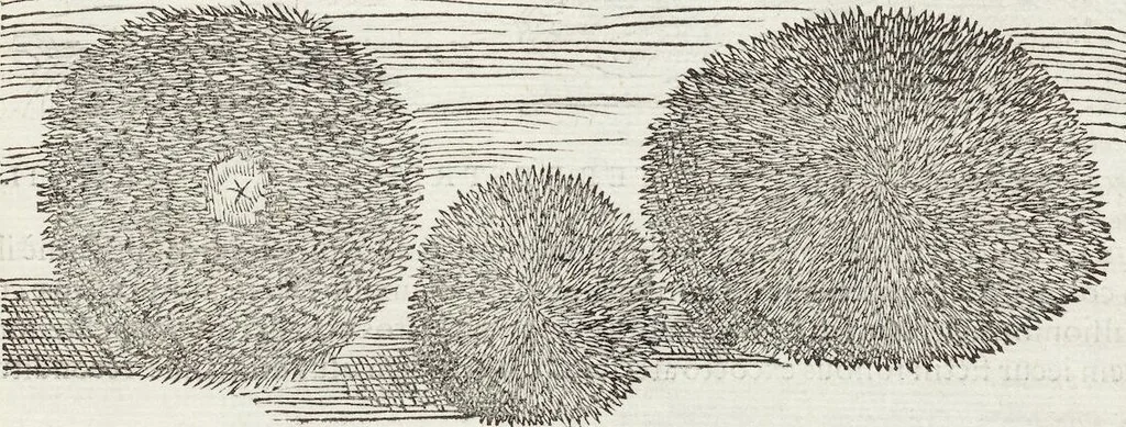 An illustration from Petri Andreae Matthioli Medici Senensis Commentarii, In Libros Sex Pedacii Dioscoridis Anazarbei, De Medica Materia: Adiectis quàm plurimis plantarum & animalium imaginibus, eodem authore, 1554, leaf 209