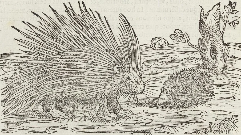 An illustration from Petri Andreae Matthioli Medici Senensis Commentarii, In Libros Sex Pedacii Dioscoridis Anazarbei, De Medica Materia: Adiectis quàm plurimis plantarum & animalium imaginibus, eodem authore, 1554, leaf 210