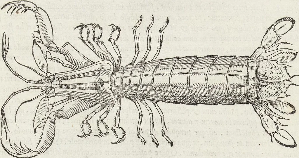 An illustration from Petri Andreae Matthioli Medici Senensis Commentarii, In Libros Sex Pedacii Dioscoridis Anazarbei, De Medica Materia: Adiectis quàm plurimis plantarum & animalium imaginibus, eodem authore, 1554, leaf 211