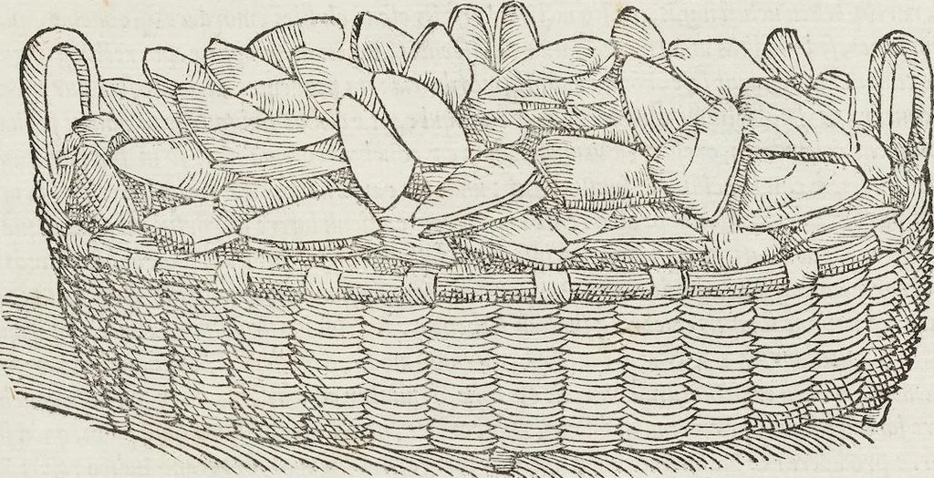 An illustration from Petri Andreae Matthioli Medici Senensis Commentarii, In Libros Sex Pedacii Dioscoridis Anazarbei, De Medica Materia: Adiectis quàm plurimis plantarum & animalium imaginibus, eodem authore, 1554, leaf 214