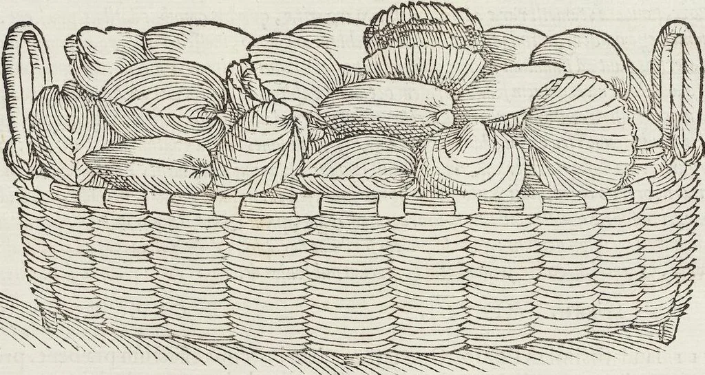 An illustration from Petri Andreae Matthioli Medici Senensis Commentarii, In Libros Sex Pedacii Dioscoridis Anazarbei, De Medica Materia: Adiectis quàm plurimis plantarum & animalium imaginibus, eodem authore, 1554, leaf 214