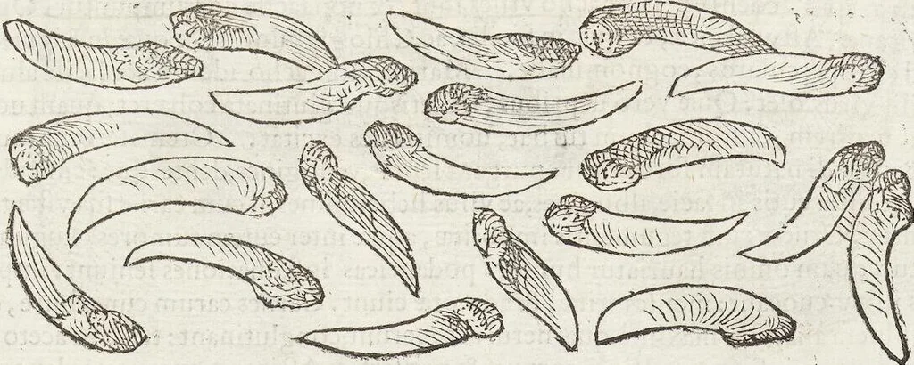 An illustration from Petri Andreae Matthioli Medici Senensis Commentarii, In Libros Sex Pedacii Dioscoridis Anazarbei, De Medica Materia: Adiectis quàm plurimis plantarum & animalium imaginibus, eodem authore, 1554, leaf 215