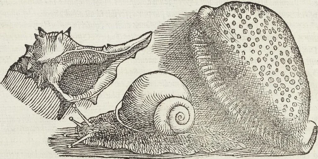 An illustration from Petri Andreae Matthioli Medici Senensis Commentarii, In Libros Sex Pedacii Dioscoridis Anazarbei, De Medica Materia: Adiectis quàm plurimis plantarum & animalium imaginibus, eodem authore, 1554, leaf 216