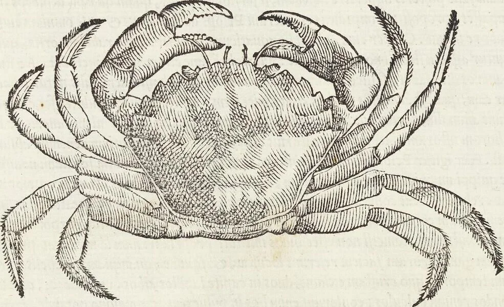 An illustration from Petri Andreae Matthioli Medici Senensis Commentarii, In Libros Sex Pedacii Dioscoridis Anazarbei, De Medica Materia: Adiectis quàm plurimis plantarum & animalium imaginibus, eodem authore, 1554, leaf 217