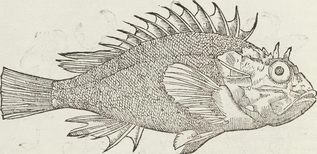 An illustration from Petri Andreae Matthioli Medici Senensis Commentarii, In Libros Sex Pedacii Dioscoridis Anazarbei, De Medica Materia: Adiectis quàm plurimis plantarum & animalium imaginibus, eodem authore, 1554, leaf 220