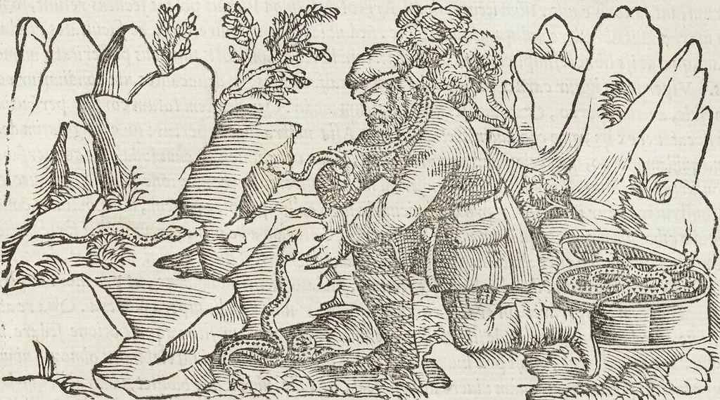 An illustration from Petri Andreae Matthioli Medici Senensis Commentarii, In Libros Sex Pedacii Dioscoridis Anazarbei, De Medica Materia: Adiectis quàm plurimis plantarum & animalium imaginibus, eodem authore, 1554, leaf 223