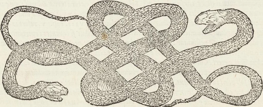 An illustration from Petri Andreae Matthioli Medici Senensis Commentarii, In Libros Sex Pedacii Dioscoridis Anazarbei, De Medica Materia: Adiectis quàm plurimis plantarum & animalium imaginibus, eodem authore, 1554, leaf 225