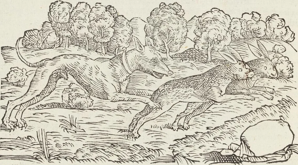 An illustration from Petri Andreae Matthioli Medici Senensis Commentarii, In Libros Sex Pedacii Dioscoridis Anazarbei, De Medica Materia: Adiectis quàm plurimis plantarum & animalium imaginibus, eodem authore, 1554, leaf 226
