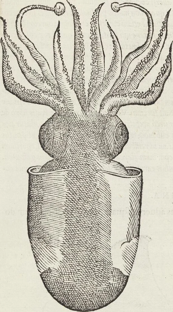 An illustration from Petri Andreae Matthioli Medici Senensis Commentarii, In Libros Sex Pedacii Dioscoridis Anazarbei, De Medica Materia: Adiectis quàm plurimis plantarum & animalium imaginibus, eodem authore, 1554, leaf 228